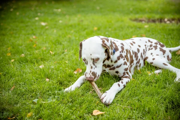 Λατρευτός σκύλος Δαλματίας σε εξωτερικούς χώρους το καλοκαίρι. Δαλματίας σκύλος στο γρασίδι μια ηλιόλουστη μέρα του φθινοπώρου. Αξιολάτρευτο Δαλματίας σκύλος σε εξωτερικούς χώρους στο γκαζόν, ενεργό χαριτωμένο Δαλματίας. — Φωτογραφία Αρχείου
