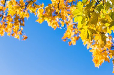 güneşli ormanda renkli ağaç dalları, sonbahar doğal arka plan.turuncu sonbahar ağaçları mavi gökyüzüne karşı üstleri. Güneşli sonbahar gününde sonbahar ağaçlarının sonbahar doğa görünümü. Gökyüzünün ve yaprakların parlak renkleri