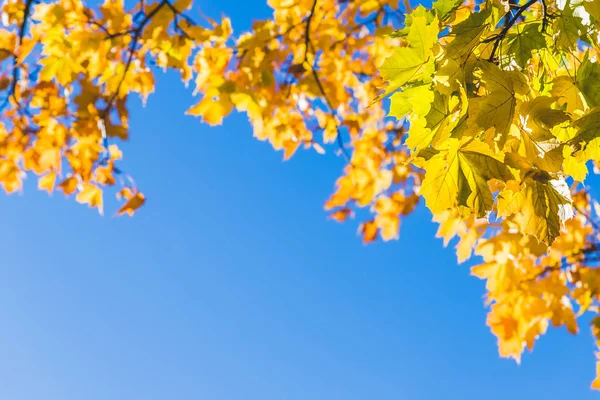 güneşli ormanda renkli ağaç dalları, sonbahar doğal arka plan.turuncu sonbahar ağaçları mavi gökyüzüne karşı üstleri. Güneşli sonbahar gününde sonbahar ağaçlarının sonbahar doğa görünümü. Gökyüzünün ve yaprakların parlak renkleri
