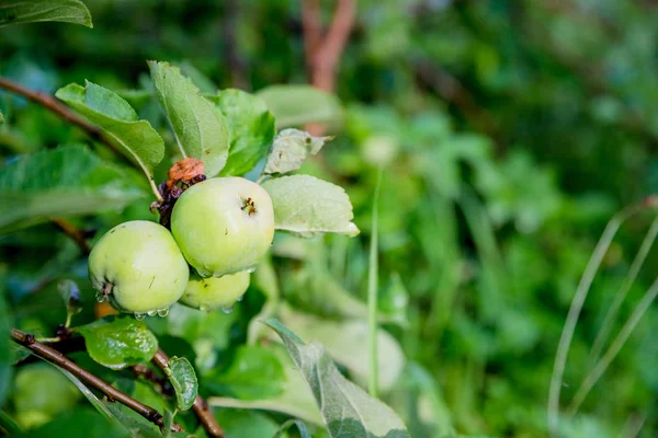 Manzanas verdes en una rama lista para ser cosechada, al aire libre, rama selectiva focus.apple árbol con hojas bajo la luz del sol.Manzanas maduras en el árbol en la naturaleza, Tiempo de cosecha — Foto de Stock