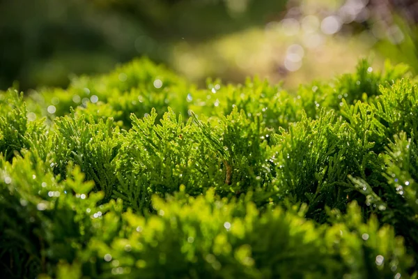 Zbliżenie zielonych liści Bożego Narodzenia drzew Thuja. Tło przyrodnicze lub tapeta tekstura. Zielona thuja occidentalis ColumnA makro tekstury. Wiecznie zielone drzewo drzew iglastych, Chińska Thuja — Zdjęcie stockowe