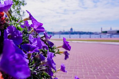 Kafe, restoran yakınında güzel parlak petunya. Sepette renkli çiçekler. Güzel dekoratif bitkiler çiçek Petunia müşterilerine bekliyor.renkli petunya çiçek yatak. Çiçek açan çiçekler üzerinde