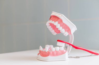 diş fırçası ile dişlerin düzgün ve doğru bir şekilde nasıl temizlenir.yumuşak ve ince kıllı diş fırçası fırçalama modeli dişler üzerinde gösterim bir çene modeli gösteren. Beyaz arka planda Diş Modeli ve diş fırçası