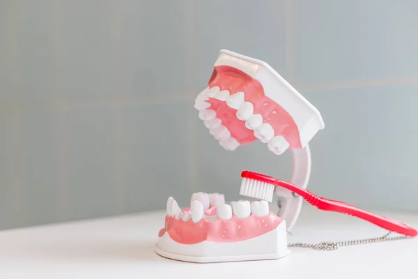 Montrant sur un modèle de mâchoire comment nettoyer les dents avec une brosse à dents correctement et droite.démonstration sur brosse à dents à poils doux et mince brossant les dents du modèle. Modèle de dents et brosse à dents sur fond blanc — Photo