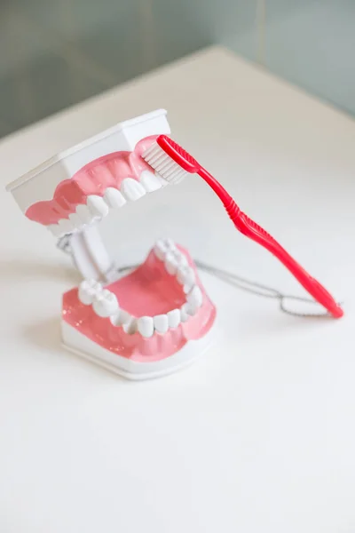 Visar på en käke modell hur man rengör tänderna med tandborste ordentligt och höger. demonstration på mjuk och slimmad borst borste tandborste modell tänder. Tänder modell och tandborste på vit bakgrund — Stockfoto
