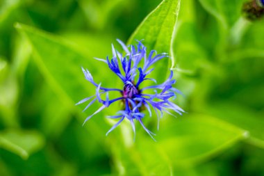 Mavi çiçek Cornflower yeşil çim arka plan izole. Kır çiçeği bahçesinde ki mavi mısır çiçekleri. Bir zamanlar mısır tarlasında yaygın olan mısır çiçeği artık doğal bahçelerde sıklıkla görülüyor..