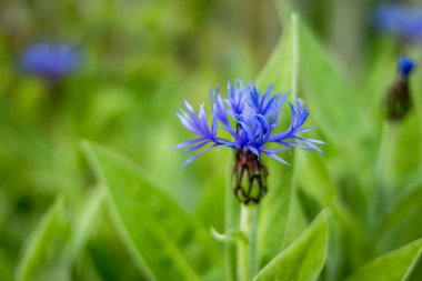 Mavi çiçek Cornflower yeşil çim arka plan izole. Kır çiçeği bahçesinde ki mavi mısır çiçekleri. Bir zamanlar mısır tarlasında yaygın olan mısır çiçeği artık doğal bahçelerde sıklıkla görülüyor..