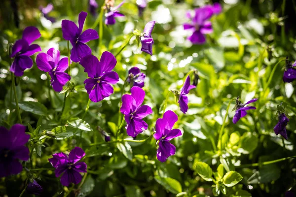 Trädgård Pansy med lila och vita kronblad. Hybrid Pansy eller Viola tricolor Pansy i blomrabatter. Violett Pansy blomma, närbild av Viola tricolor i vårträdgården — Stockfoto
