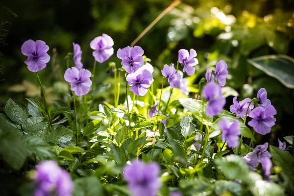 Trädgård Pansy med lila och vita kronblad. Hybrid Pansy eller Viola tricolor Pansy i blomrabatter. Field Pansy, små blommande växt användning som äng blomster i trädgården — Stockfoto