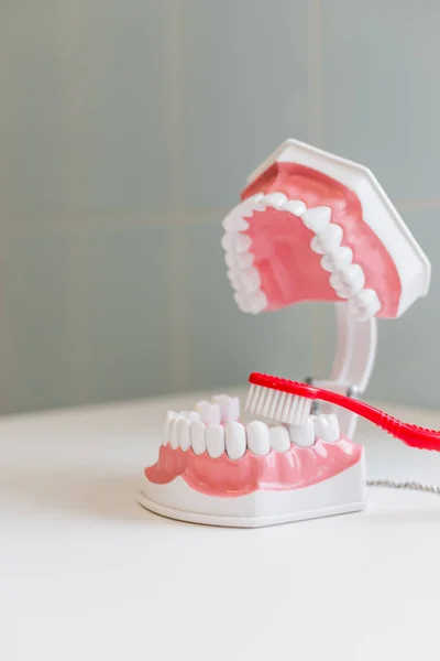 Brossage de brosse à dents modèle de dents échantillons de mâchoire modèle de dent dans le cabinet dentaire professionnel clinique dentaire. Espace de copie — Photo
