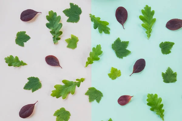 Leaf pattern. Frame made of green leaves of currant, oak on pastel background. Flat lay, top view