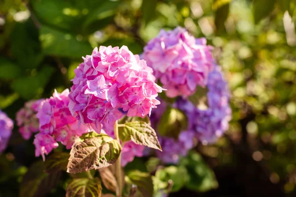 Vacker rosa hortensia eller hortensia på suddig bakgrund. Sommarblommor. Blossom rosa hortensior i trädgården. Buskar av Hydrangea. Blommorna blommar på våren och sommaren på soliga dagar. — Stockfoto