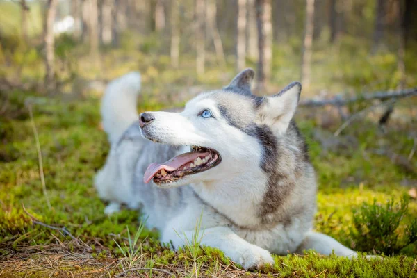 Majestátní portrét šedivého černého purechleba huského psa ležící na zelené trávě. Jeden sibiřský, nadpozemský pes ležící na zemi. PET se prochází lesem, parkem — Stock fotografie