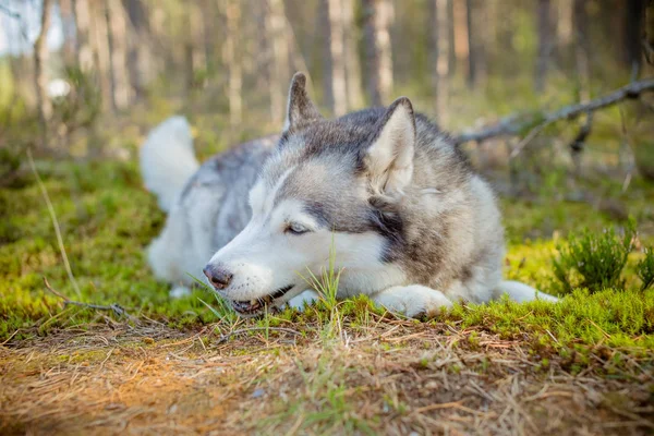 Majestátní portrét šedivého černého purechleba huského psa ležící na zelené trávě. Jeden sibiřský, nadpozemský pes ležící na zemi. PET se prochází lesem, parkem — Stock fotografie