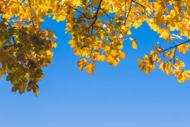 mavi gökyüzünde sarı akçaağaç yaprakları düşmek. Gökyüzüne karşı sonbahar yaprakları. Parkta ağaç tepelerinin arasında gökyüzünde parlayan güneş. Sonbahar manzarası. Sonbahar ormanlarında dallarda parlak renkli akçaağaç yaprakları.