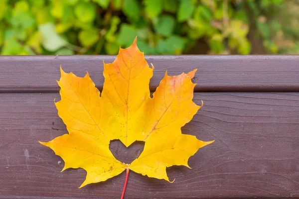 Falla i kärlek foto metafor. Röd gul lönnlöv med hjärtformade hål lägger på mörk trä bakgrund. Hello oktober. höstsäsongen koncept. Kopiera utrymme. — Stockfoto