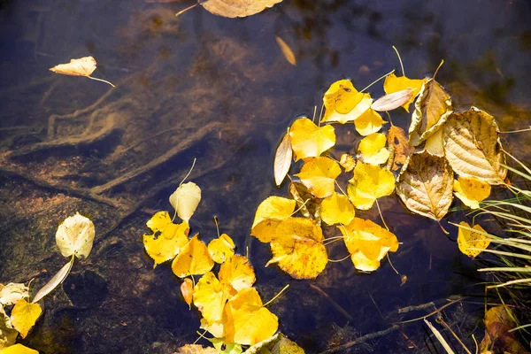 Su yüzeyinde yüzen güzel sarı yaprakları. Üst te. Sonbahar huzuru ve huzuru. Sonbahar Konsepti geldi. renkli sonbahar yaprakları ile gölet — Stok fotoğraf