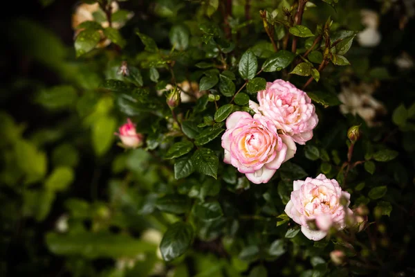beautiful shrub roses in the garden.Pink pale roses bush over summer garden or park nature background. Roses garden, outdoor with sunshine and bokeh.Blossoming pink rose.