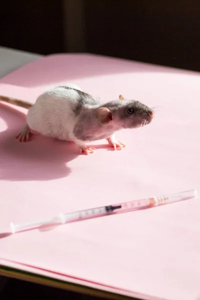 Teste em animais. Pesquisador injeta droga, vacina no pequeno laboratório rato branco por injeção subcutânea.Veterinário detém ratos vacinados — Fotografia de Stock