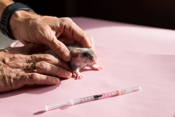 Teste em animais. Pesquisador injeta droga, vacina no pequeno laboratório rato branco por injeção subcutânea.Veterinário detém ratos vacinados — Fotografia de Stock