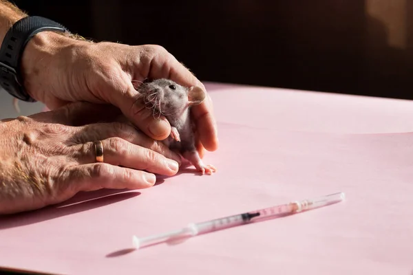 Animal test. Researcher injects drug, vaccine into the small laboratory white mouse by subcutaneous injection.Veterinarian holds vaccinated rats
