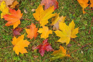 Çimenler sararır ve kırmızı ve sarı yapraklar dökülür, şehrin sonbaharı. Sonbahar yaprakları çimlerde. Güneşli sonbahar yaprakları. Ekim havası, Kasım doğa geçmişi.