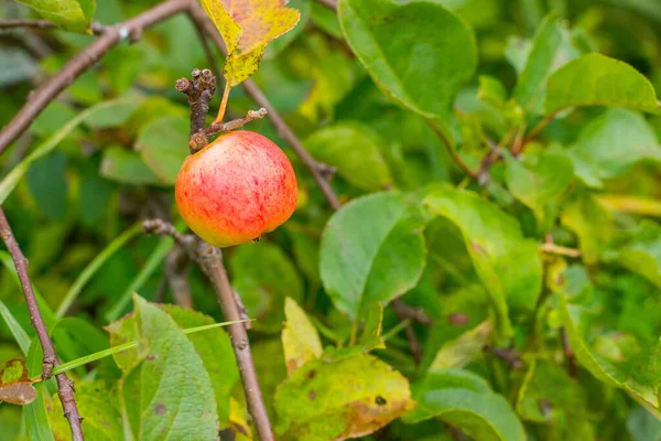 Red apples on apple tree branch.Colorful outdoor shot containing a bunch of red apples on a branch ready to be harvested.Fruit trees.ripe apple — Stock Photo, Image