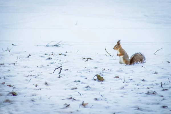 Röd ekorre poserar i parken.Söt röd ekorre tittar på vinterscenen - foto med fin suddig snö bakgrund.ekorre på vintern, stående i fallande snö.Kopiera utrymme — Stockfoto