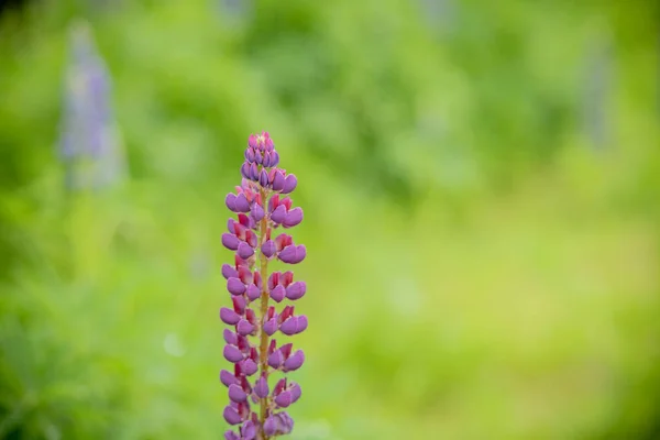 Lupinus, Lupine, Lupinenfeld mit rosa violetten und blauen Blüten. Bündel von Lupinen Sommer Blumen background.lupinus Feld mit rosa lila und blauen Blüten. ein Feld von Lupinen. Blumen auf der Wiese. — Stockfoto