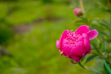 Bahçe bahçesinde işlenmemiş şakayık tomurcukları. Bahçede şakayıklar. Kırmızı şakayık çiçekleri bulanık arkaplanda, bir tasarımcı için boş, botanik bahçesi, tatilde kartpostal. Boşluğu kopyala.
