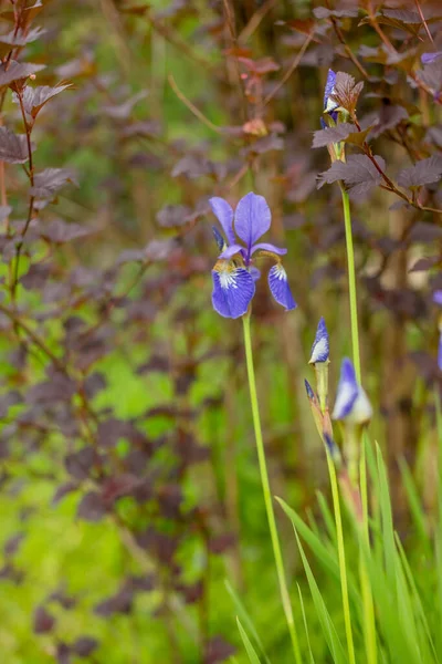 Iris violeta floreciente sobre prado verde brillante background.irises floreciendo en un jardín de verano.flowers sobre un fondo borroso, en blanco para un diseñador, jardín botánico, postal en un —  Fotos de Stock