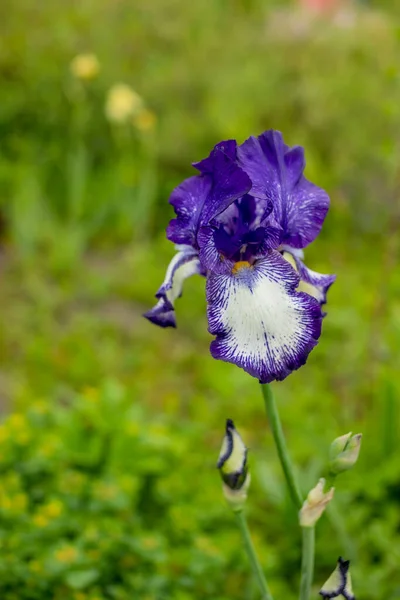 Bloeiende violette irissen.Violet iris over groene weide heldere achtergrond.irissen bloeien in een zomertuin.bloemen op een wazige achtergrond, leeg voor een ontwerper, botanische tuin, ansichtkaart op een — Stockfoto