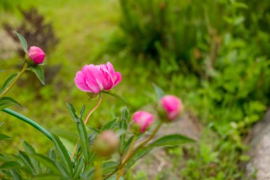 Bahçe bahçesinde işlenmemiş şakayık tomurcukları. Bahçede şakayıklar. Kırmızı şakayık çiçekleri bulanık arkaplanda, bir tasarımcı için boş, botanik bahçesi, tatilde kartpostal. Boşluğu kopyala.