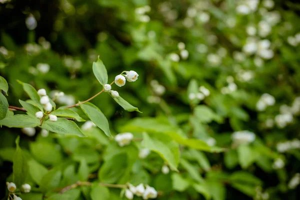 Fleurs de jasmin fleurissant sur le buisson par temps ensoleillé dans le parc ou le jardin.Fleur de jasmin poussant sur le buisson dans le jardin avec des rayons de soleil et bokeh . — Photo