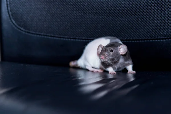 Ładny, zabawny szczur izolowany na czarnym tle.Cute szczur, Rattus norvegicus domestica, na jasnym tle. Chiński symbol Nowego Roku. zbliżenie młody śmieszne zwierzę. — Zdjęcie stockowe