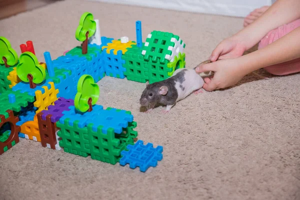 Retrato de um rato doméstico em casa por training.Toy labirinto, obstacle.Cute rato decorativo preto e branco . — Fotografia de Stock