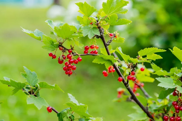 Ribes rosso maturo appeso al cespuglio pronto per la mietitura.Frutti rossi biologici maturi e freschi Crescendo in giardino, sfondo naturale. Azienda agricola . — Foto Stock