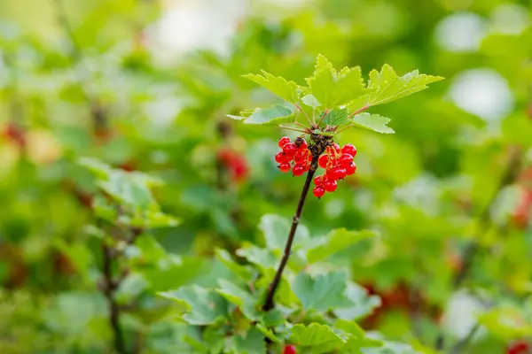 Grosellas rojas maduras que cuelgan de los arbustos listos para cosechar. bayas de grosella roja orgánica madura y fresca Creciendo en el jardín, fondo de la naturaleza. Granja . — Foto de Stock