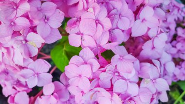 Pembe çiçek arkaplanı yakın plan. Romantik ve aşk şablonu. Çiçek arkaplanı. Pembe çiçek, ortanca makrofili, baharda ve yazın bir bahçede açan çiçek. Bir buket pembe çiçek. Sihirli çiçek.