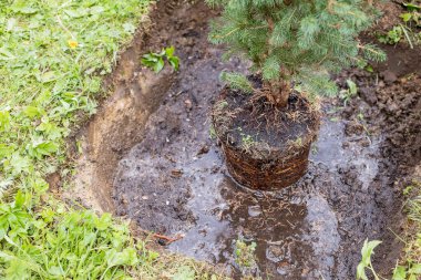 Kazma, bahçıvan küçük kozalaklı ağaç dikme, kök sistemi, mevsimlik işler. Yaz bahçesi. Nakil tesisi..