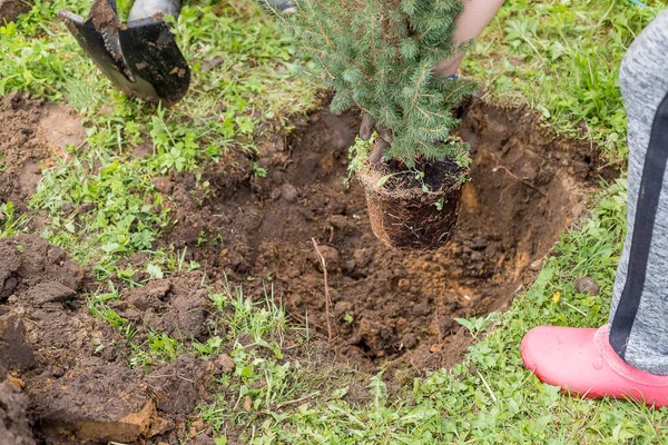 Excavando, jardinero replantando pequeño árbol de coníferas, sistema radicular, trabajo estacional. jardín de verano.planta de trasplante . —  Fotos de Stock