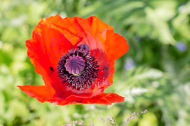 Haşhaş tarlaları güneş ışınlarıyla kaplanır. Kırmızı gelincikler vahşi arazide çiçek açar. Seçici odaklı güzel kırmızı gelincikler. Doğal uyuşturucular. Kırmızı kır çiçekleri olan kırsal alan..