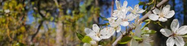 Mavi gökyüzüne karşı dallar üzerinde beyaz çiçekler. Çiçek açan elma ağaçları, kirazlar, viburum, badem.