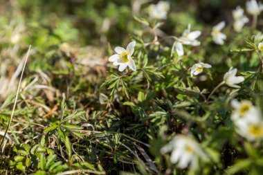 Güneşin üzerinde büyük bir beyaz çan kuşu sürüsü