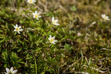 Güneşin üzerinde büyük bir beyaz çan kuşu sürüsü