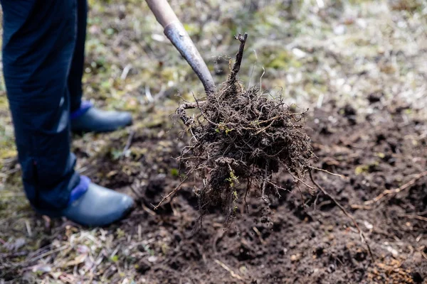 Boer Werkt Tuin Het Voorjaar Biologische Bemesting Van Het Grasveld — Stockfoto