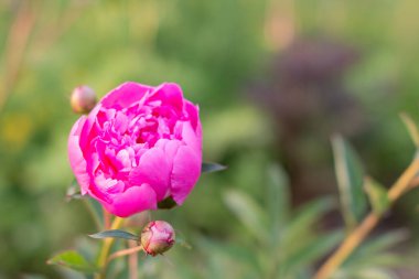 Yeşil yapraklı açık pembe şakayıklar. Dekoratif bir bahçede çiçek tarhında güzel kokulu pembe şakayık yetişir. Büyük çiçek başı. Muhteşem yaz çiçekleri..