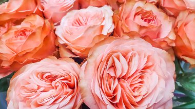 Çift başlı pembe Hibiscus Çiçek Arkaplanı. Güzel Çin gülü çiçeği arka planı. Çiçek açan pembe çiçek. Pembe çay gülü. Baharda bahçede güzel güller açar.