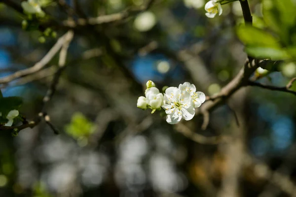 Blommande gren av plommonträd. Söta vita blommor blommande plommon-träd, vår trädgård. Blommande fruktträd. vår solig dag — Stockfoto