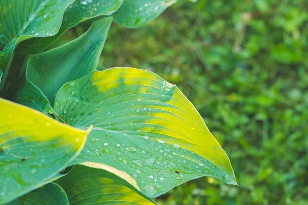 Hermosa Hosta hojas de fondo con gota de rocío en la mañana en la hoja. Concepto de vida verde, Las hojas verdes de Hosta con gotas de agua de rocío en la hermosa mañana de verano — Foto de Stock